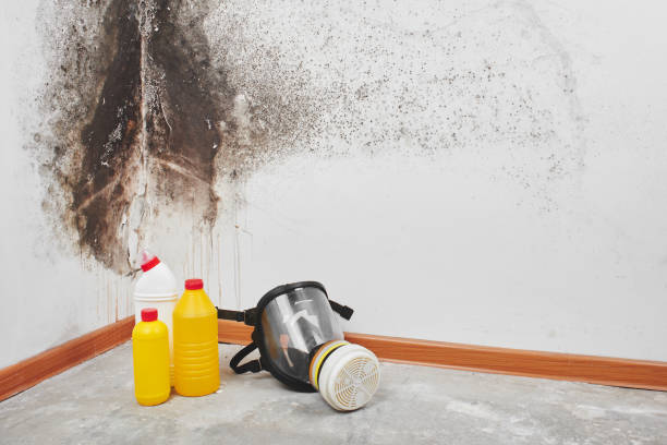 Best Commercial Mold Removal  in Hideaway, TX