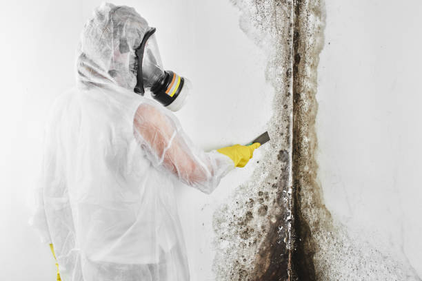 Attic Mold Removal in Hideaway, TX