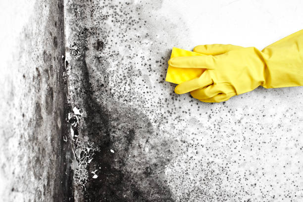Best Professional Mold Removal  in Hideaway, TX