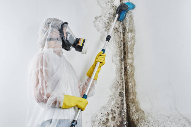 Best Office Mold Removal Services  in Hideaway, TX