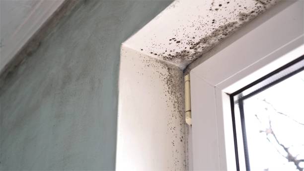 Best Mold Removal Process  in Hideaway, TX