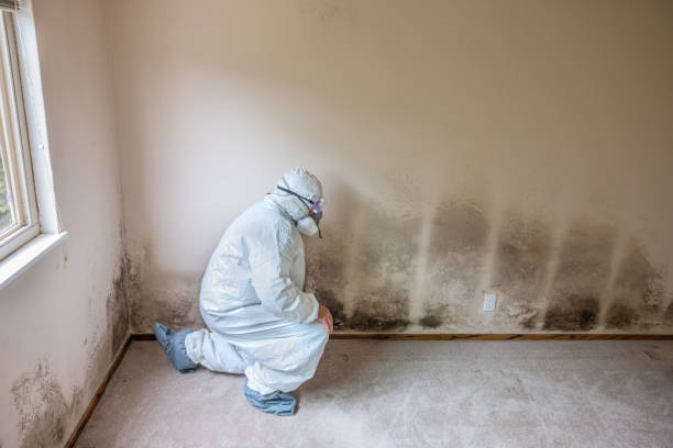 Best Mold Testing  in Hideaway, TX