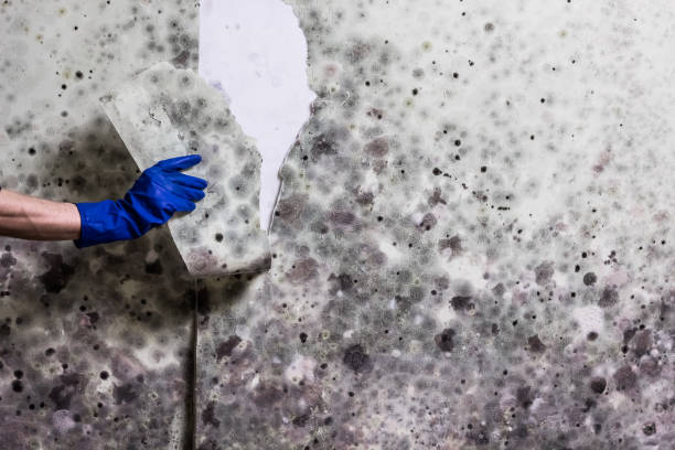 Best Mold Testing  in Hideaway, TX