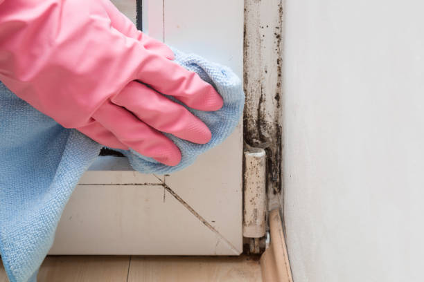 Best Mold Cleaning Services  in Hideaway, TX