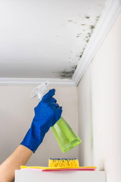 Best Emergency Mold Removal  in Hideaway, TX